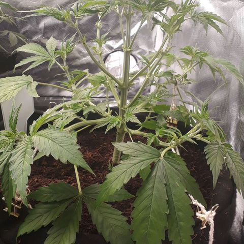 Red Critical Auto growlog timeline photo
