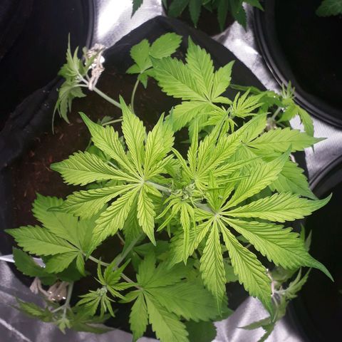 Red Kush Auto growlog timeline photo