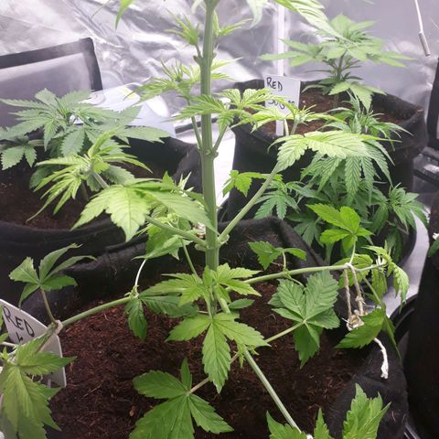 Red Kush Auto growlog timeline photo