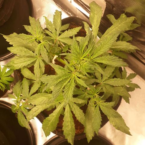 Red Skunk Auto growlog timeline photo