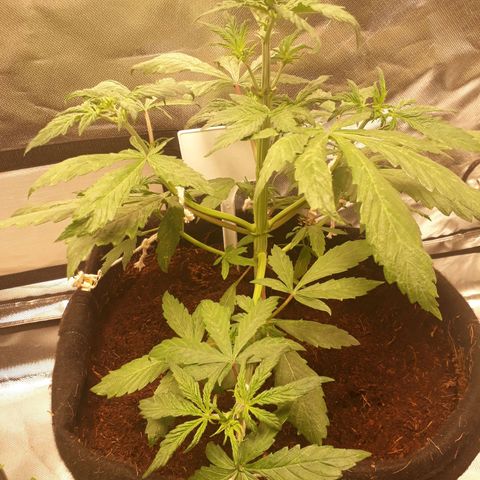Red Skunk Auto growlog timeline photo