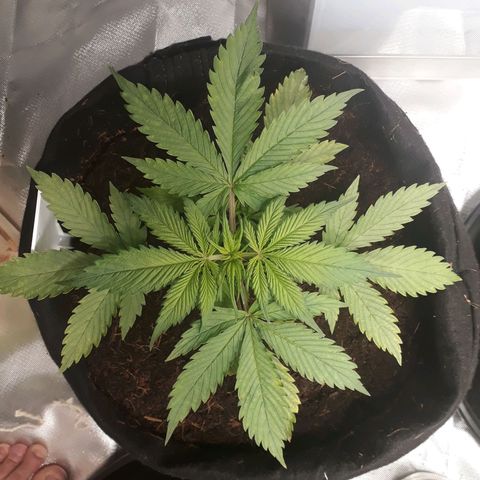Red Sugar Auto growlog timeline photo