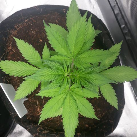 Red Sugar Auto growlog timeline photo