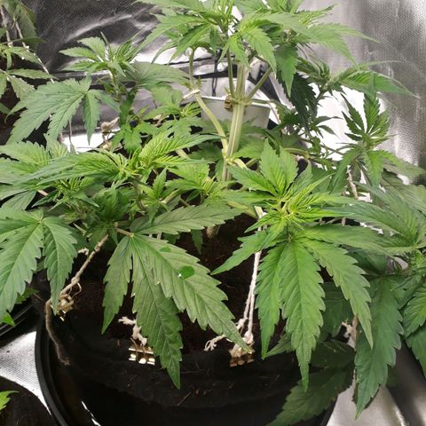 Red Critical Auto growlog timeline photo