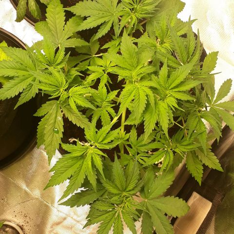 Red Critical Auto growlog timeline photo