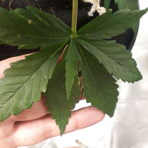 Red Critical Auto growlog timeline photo