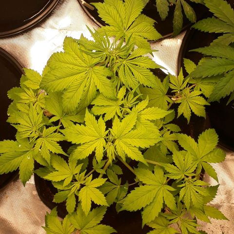 Red Kush Auto growlog timeline photo