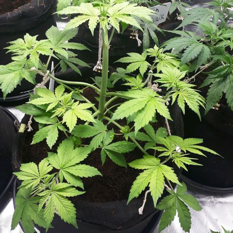 Red Kush Auto growlog timeline photo