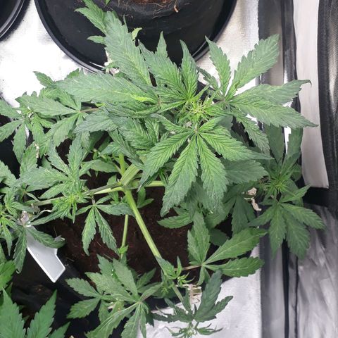 Red Skunk Auto growlog timeline photo
