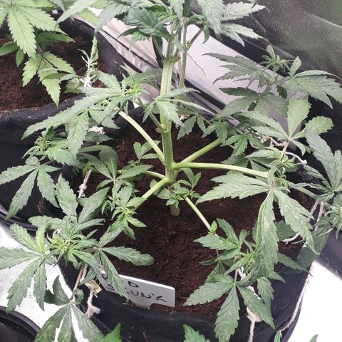 Red Skunk Auto growlog timeline photo