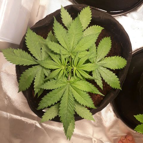 Red Sugar Auto growlog timeline photo