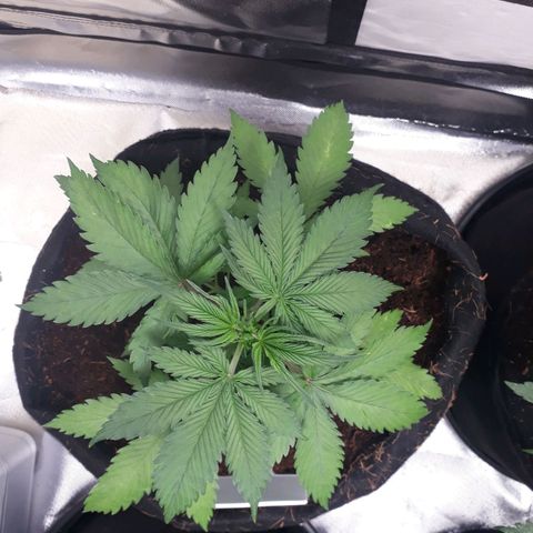 Red Sugar Auto growlog timeline photo