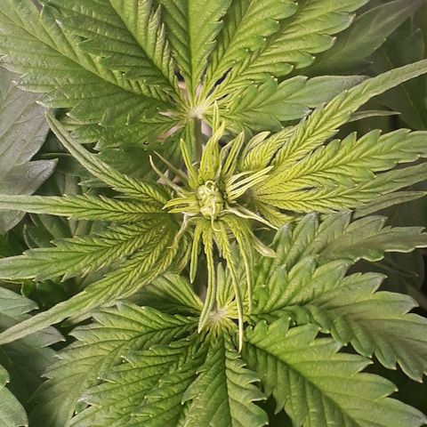 Red Critical Auto growlog timeline photo