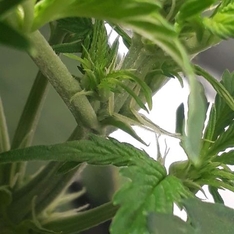 Red Critical Auto growlog timeline photo