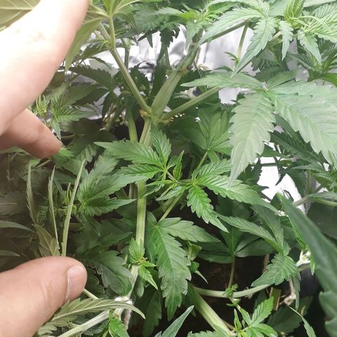 Red Critical Auto growlog timeline photo
