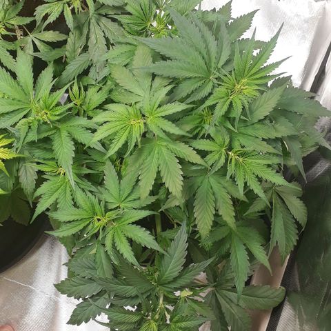 Red Critical Auto growlog timeline photo