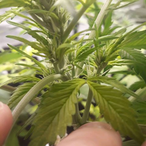 Red Kush Auto growlog timeline photo