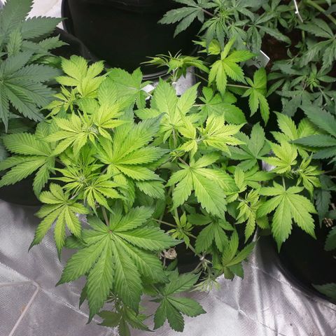 Red Kush Auto growlog timeline photo