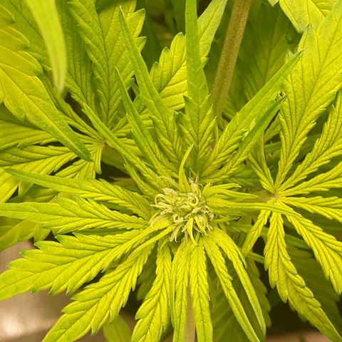 Red Kush Auto growlog timeline photo
