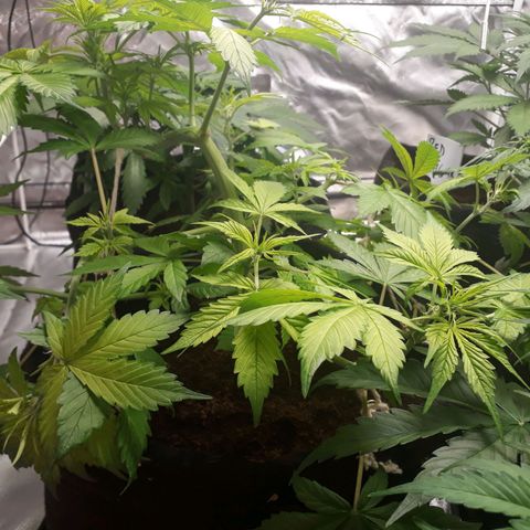 Red Kush Auto growlog timeline photo