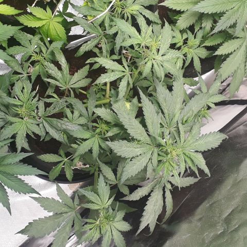 Red Skunk Auto growlog timeline photo