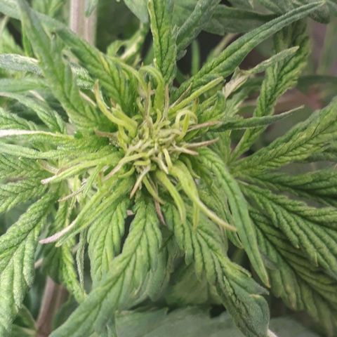 Red Skunk Auto growlog timeline photo
