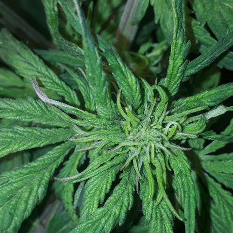 Red Skunk Auto growlog timeline photo