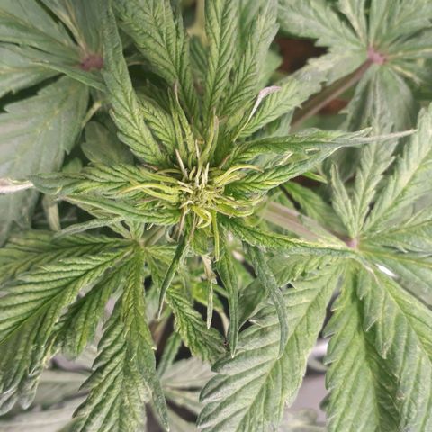 Red Skunk Auto growlog timeline photo