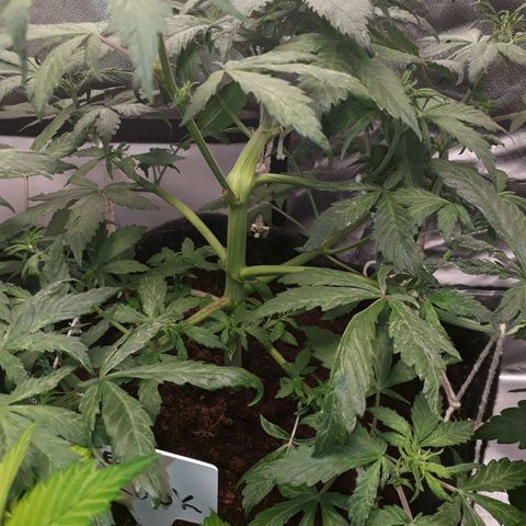Red Skunk Auto growlog timeline photo