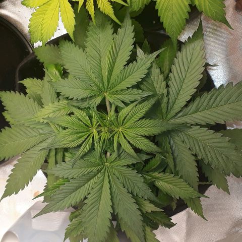 Red Sugar Auto growlog timeline photo