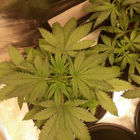 Red Sugar Auto growlog timeline photo