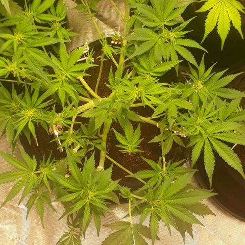 Red Critical Auto growlog timeline photo