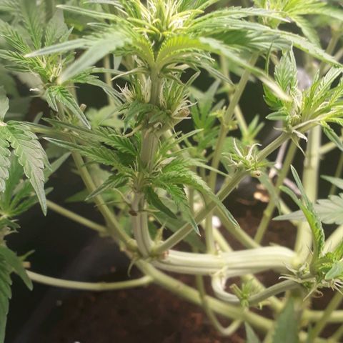 Red Critical Auto growlog timeline photo