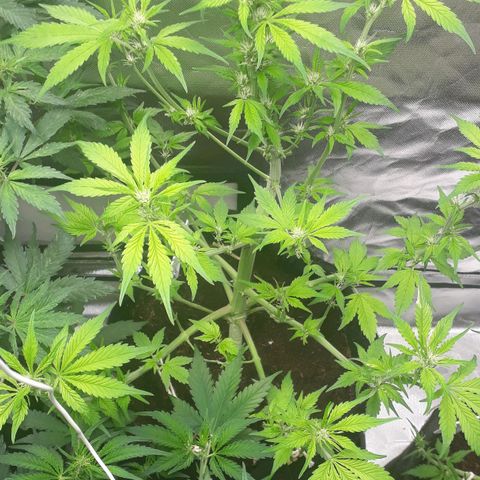 Red Kush Auto growlog timeline photo