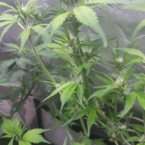 Red Kush Auto growlog timeline photo