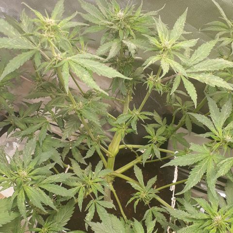 Red Skunk Auto growlog timeline photo