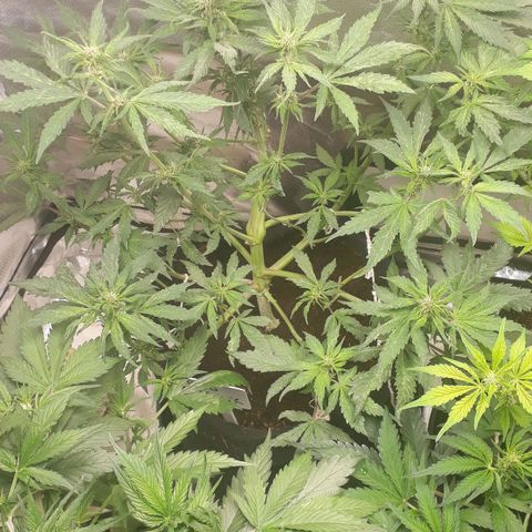 Red Skunk Auto growlog timeline photo