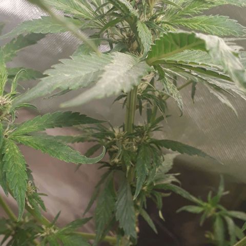 Red Skunk Auto growlog timeline photo