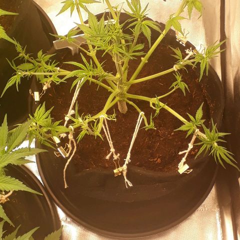 Red Sugar Auto growlog timeline photo