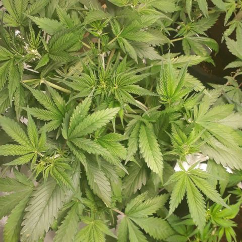 Red Sugar Auto growlog timeline photo