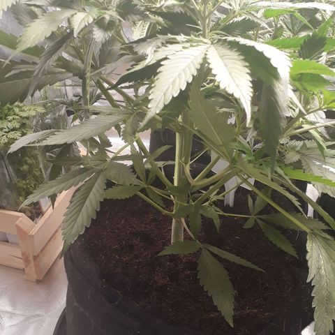 Red Sugar Auto growlog timeline photo