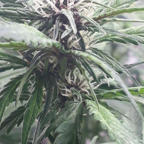Red Kush Auto growlog timeline photo