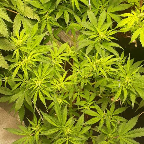 Red Critical Auto growlog timeline photo
