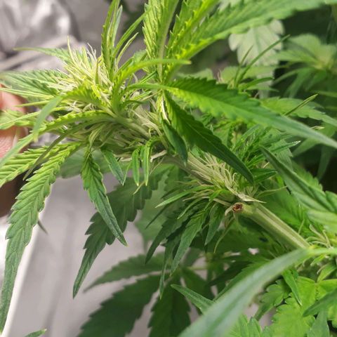 Red Critical Auto growlog timeline photo