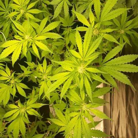 Red Kush Auto growlog timeline photo