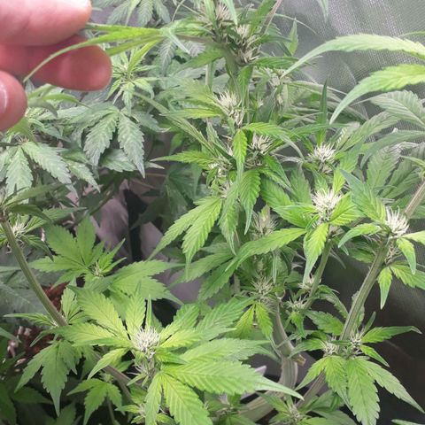Red Kush Auto growlog timeline photo