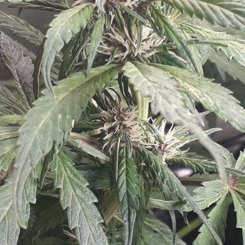 Red Skunk Auto growlog timeline photo
