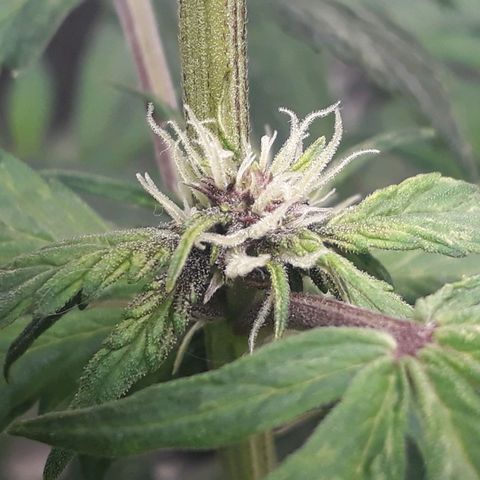 Red Skunk Auto growlog timeline photo