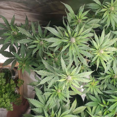 Red Skunk Auto growlog timeline photo