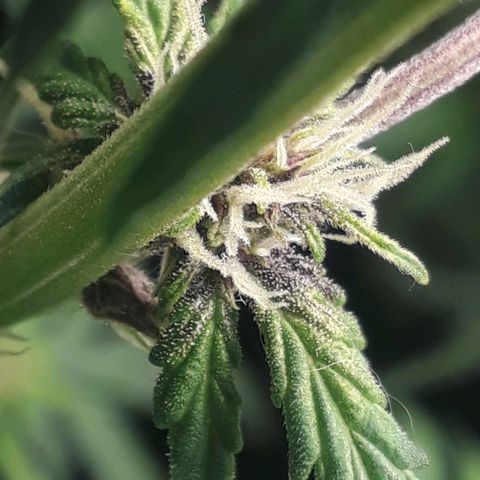 Red Skunk Auto growlog timeline photo